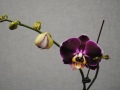 2014-Success-with-orchids-2